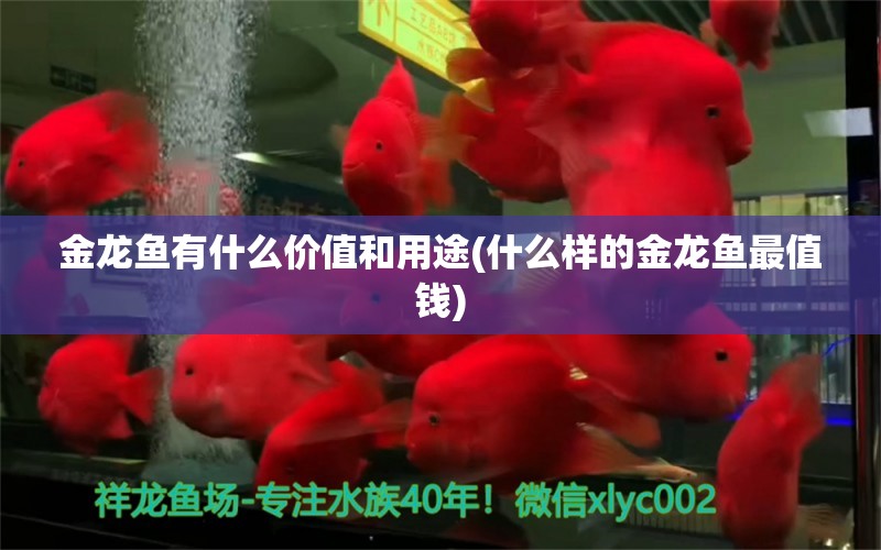 金龙鱼有什么价值和用途(什么样的金龙鱼最值钱) 三间鼠鱼