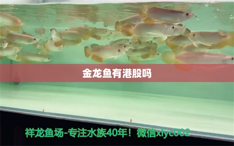 金龙鱼有港股吗