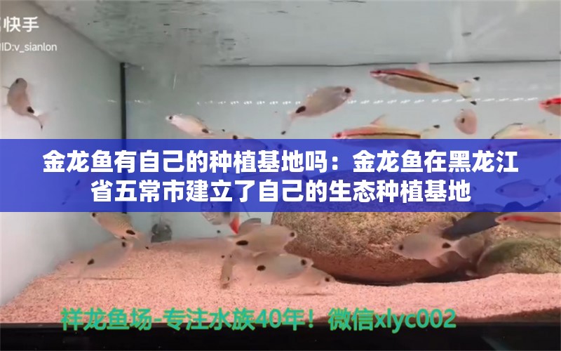 金龙鱼有自己的种植基地吗：金龙鱼在黑龙江省五常市建立了自己的生态种植基地