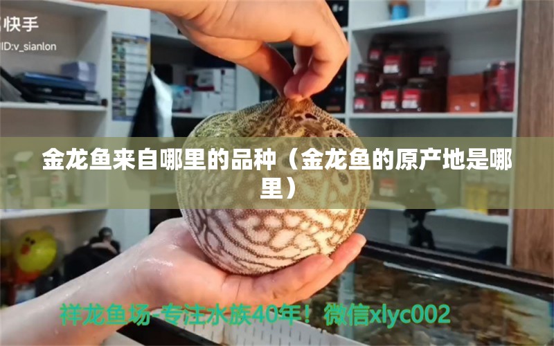 金龙鱼来自哪里的品种（金龙鱼的原产地是哪里） 广州观赏鱼批发市场