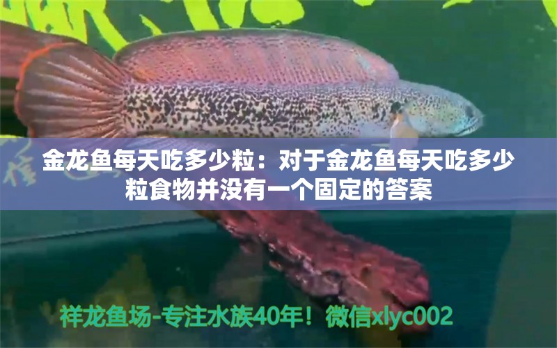 金龙鱼每天吃多少粒：对于金龙鱼每天吃多少粒食物并没有一个固定的答案 龙鱼百科 第1张