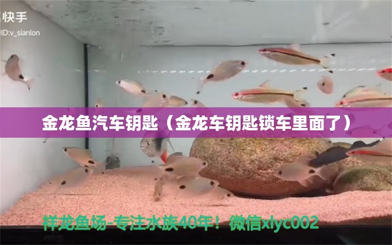 金龙鱼汽车钥匙（金龙车钥匙锁车里面了） 广州水族器材滤材批发市场