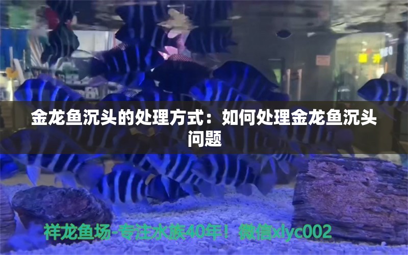 金龙鱼沉头的处理方式：如何处理金龙鱼沉头问题