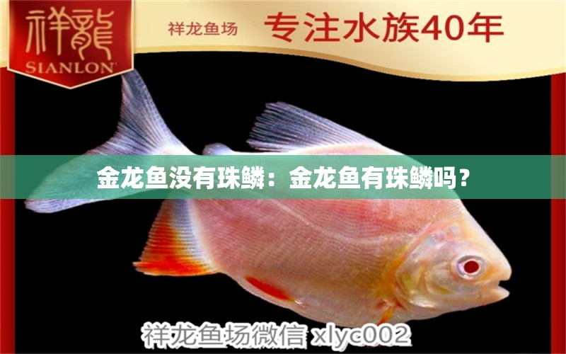 金龙鱼没有珠鳞：金龙鱼有珠鳞吗？ 龙鱼百科 第1张