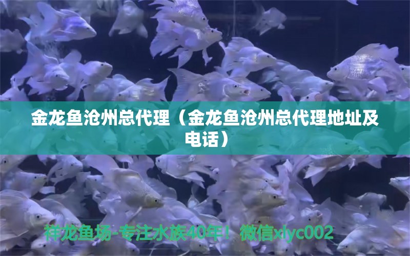 金龙鱼沧州总代理（金龙鱼沧州总代理地址及电话）