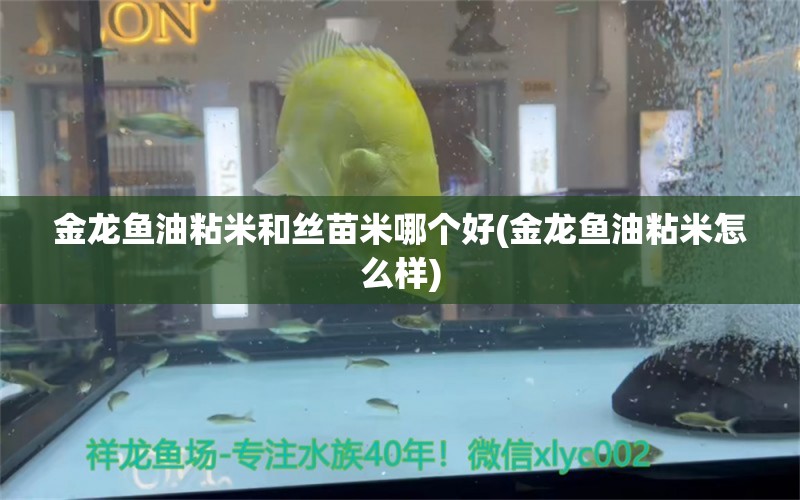 金龙鱼油粘米和丝苗米哪个好(金龙鱼油粘米怎么样) 水族杂谈