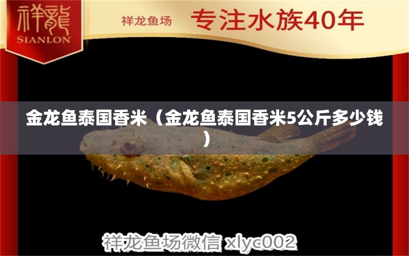 金龙鱼泰国香米（金龙鱼泰国香米5公斤多少钱） 广州龙鱼批发市场