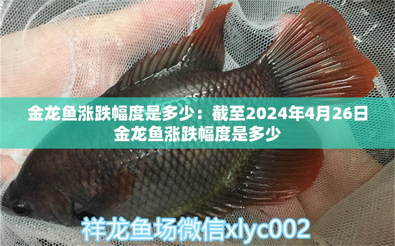 金龙鱼涨跌幅度是多少：截至2024年4月26日金龙鱼涨跌幅度是多少 龙鱼百科 第2张