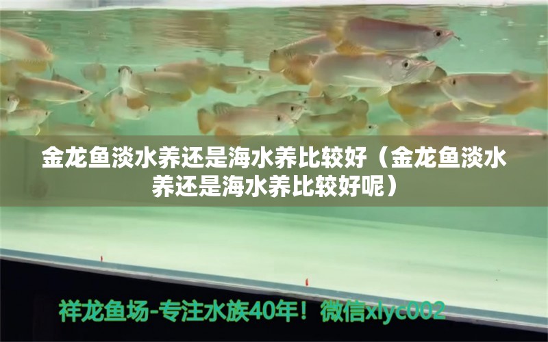 金龙鱼淡水养还是海水养比较好（金龙鱼淡水养还是海水养比较好呢）