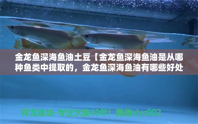 金龙鱼深海鱼油土豆【金龙鱼深海鱼油是从哪种鱼类中提取的，金龙鱼深海鱼油有哪些好处】