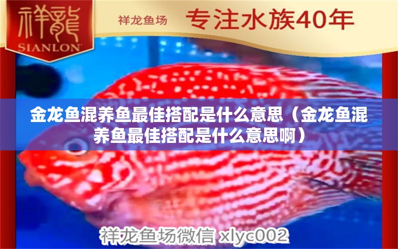 金龙鱼混养鱼最佳搭配是什么意思（金龙鱼混养鱼最佳搭配是什么意思啊）