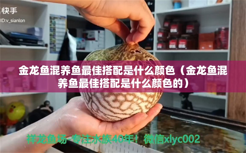 金龙鱼混养鱼最佳搭配是什么颜色（金龙鱼混养鱼最佳搭配是什么颜色的）