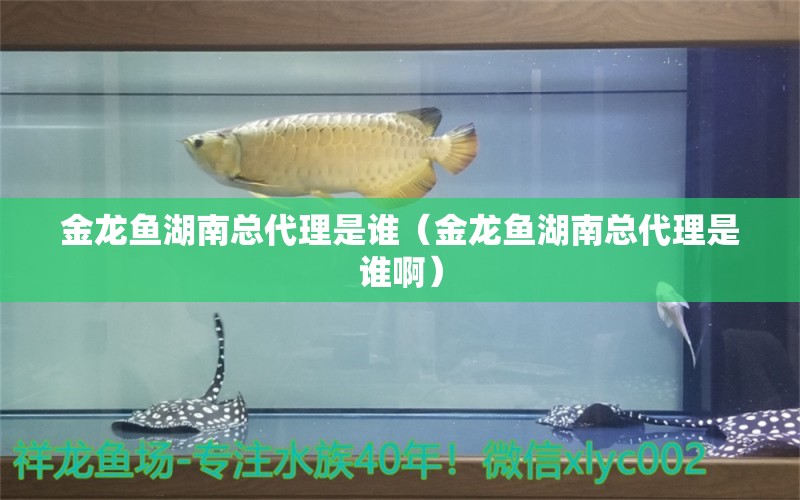 金龙鱼湖南总代理是谁（金龙鱼湖南总代理是谁啊） 九鼎鱼缸