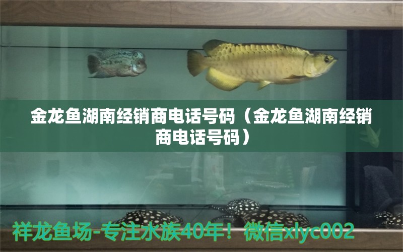 金龙鱼湖南经销商电话号码（金龙鱼湖南经销商电话号码）