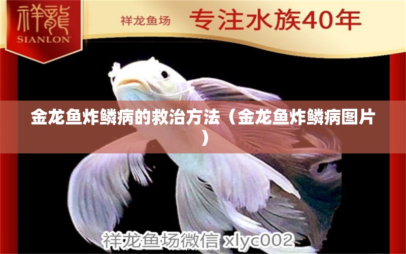 金龙鱼炸鳞病的救治方法（金龙鱼炸鳞病图片）