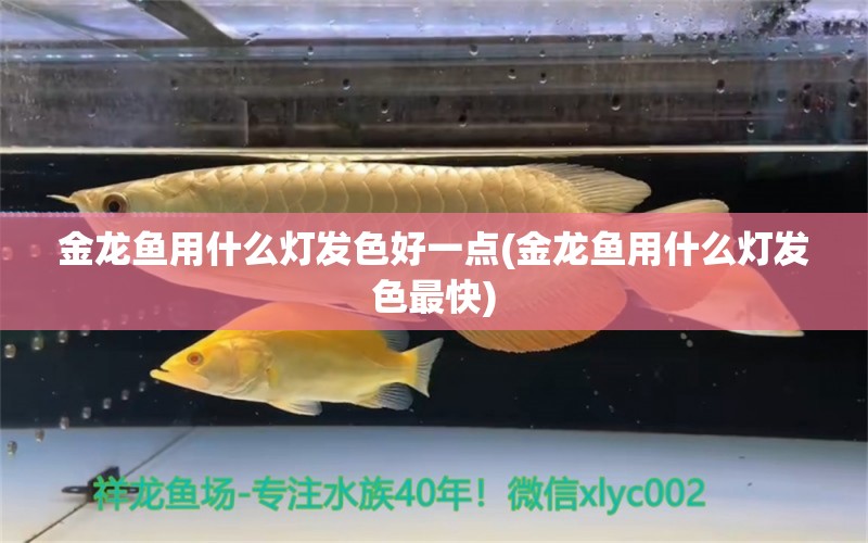 金龙鱼用什么灯发色好一点(金龙鱼用什么灯发色最快) 黑白双星