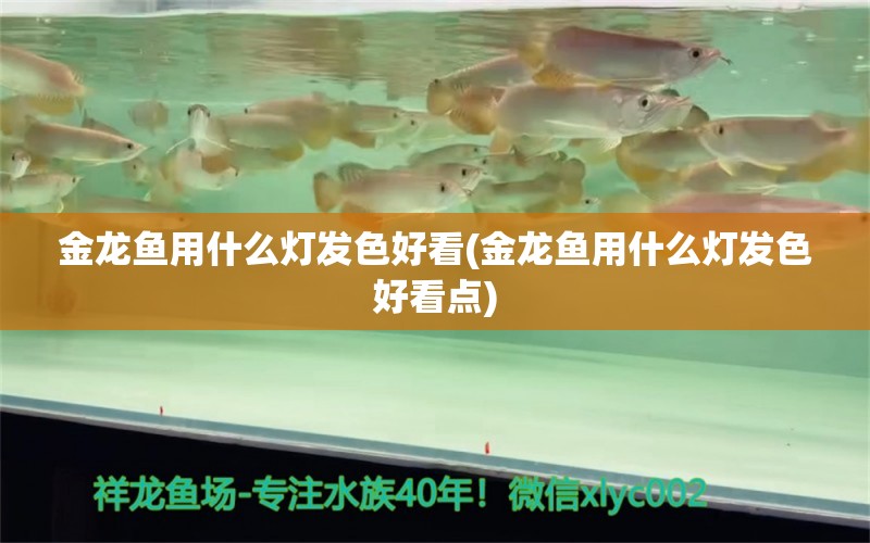 金龙鱼用什么灯发色好看(金龙鱼用什么灯发色好看点) 大白鲨鱼苗 第1张