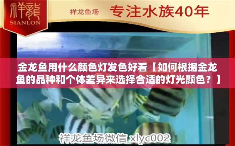 金龙鱼用什么颜色灯发色好看【如何根据金龙鱼的品种和个体差异来选择合适的灯光颜色？】