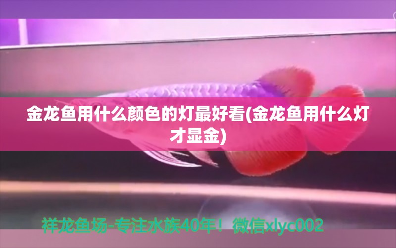 金龙鱼用什么颜色的灯最好看(金龙鱼用什么灯才显金) 鱼缸净水剂