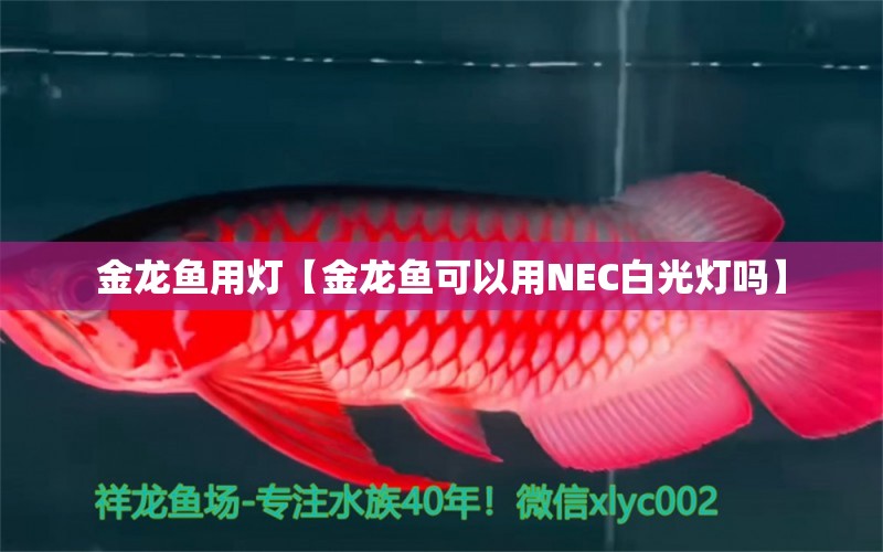 金龙鱼用灯【金龙鱼可以用NEC白光灯吗】 龙鱼批发