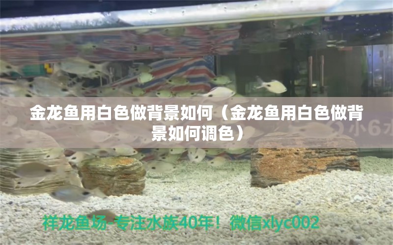 金龙鱼用白色做背景如何（金龙鱼用白色做背景如何调色）