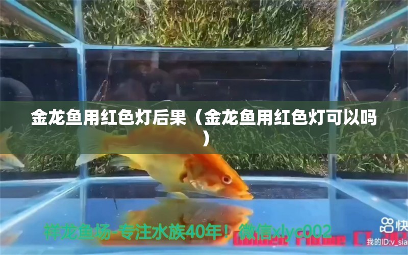 金龙鱼用红色灯后果（金龙鱼用红色灯可以吗）