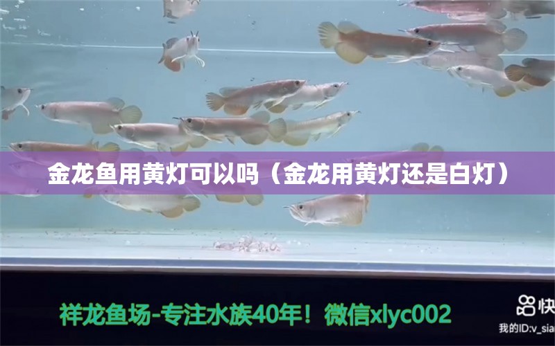 金龙鱼用黄灯可以吗（金龙用黄灯还是白灯） 飞凤鱼 第2张