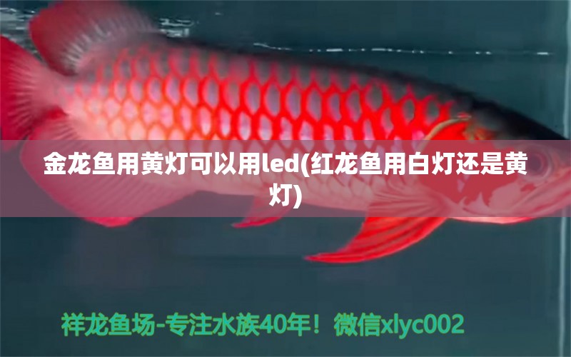 金龙鱼用黄灯可以用led(红龙鱼用白灯还是黄灯) 广州祥龙国际水族贸易