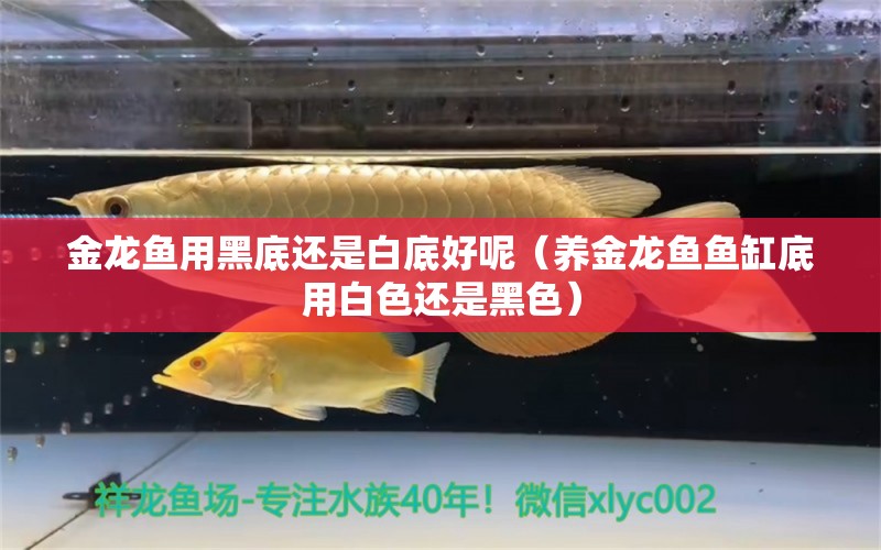 金龙鱼用黑底还是白底好呢（养金龙鱼鱼缸底用白色还是黑色）