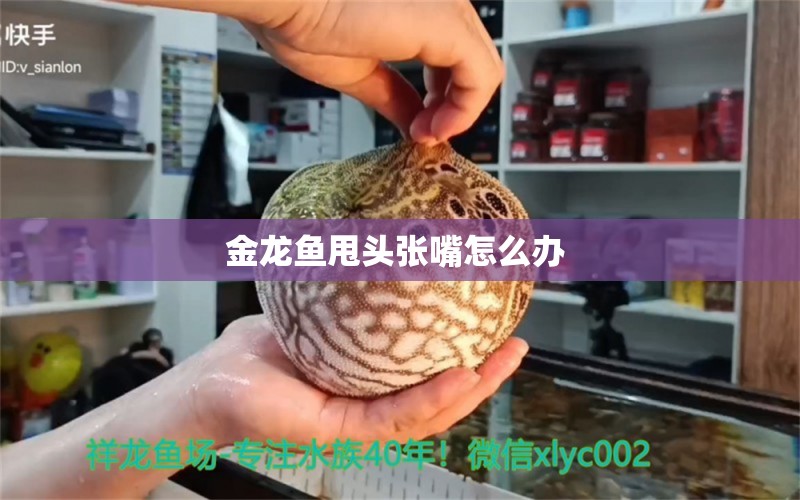 金龙鱼甩头张嘴怎么办  印尼三纹虎 第1张