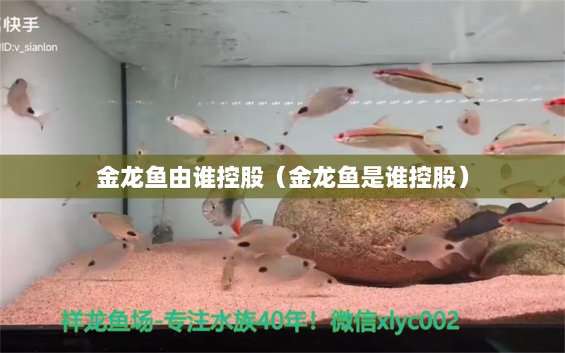 金龙鱼由谁控股（金龙鱼是谁控股） 龙鱼百科