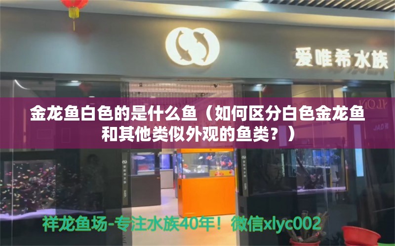 金龙鱼白色的是什么鱼（如何区分白色金龙鱼和其他类似外观的鱼类？） 水族问答 第2张