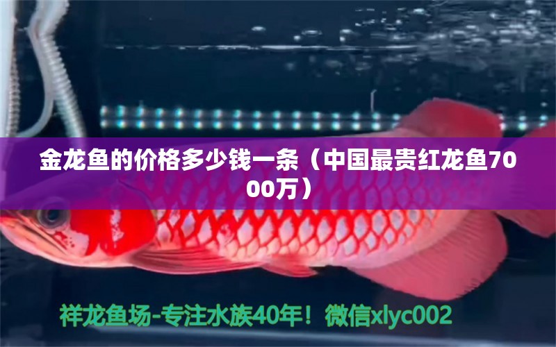 金龙鱼的价格多少钱一条（中国最贵红龙鱼7000万）