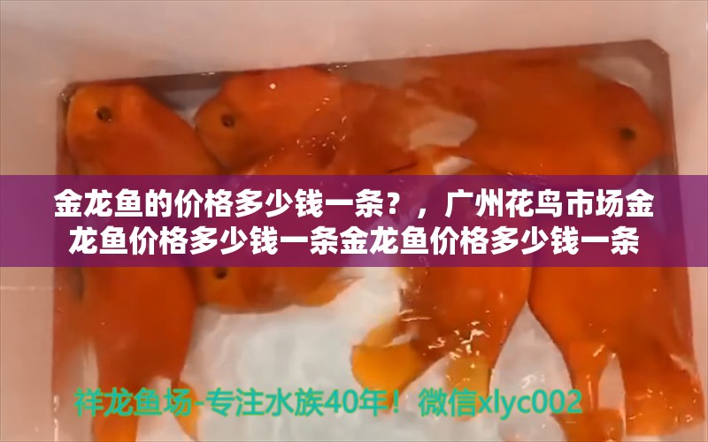 金龙鱼的价格多少钱一条？，广州花鸟市场金龙鱼价格多少钱一条金龙鱼价格多少钱一条