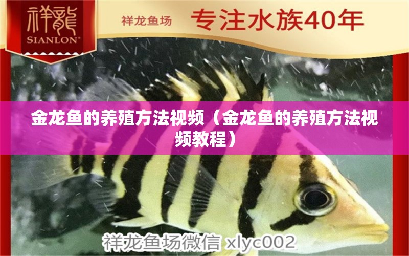 金龙鱼的养殖方法视频（金龙鱼的养殖方法视频教程） 祥龙水族医院