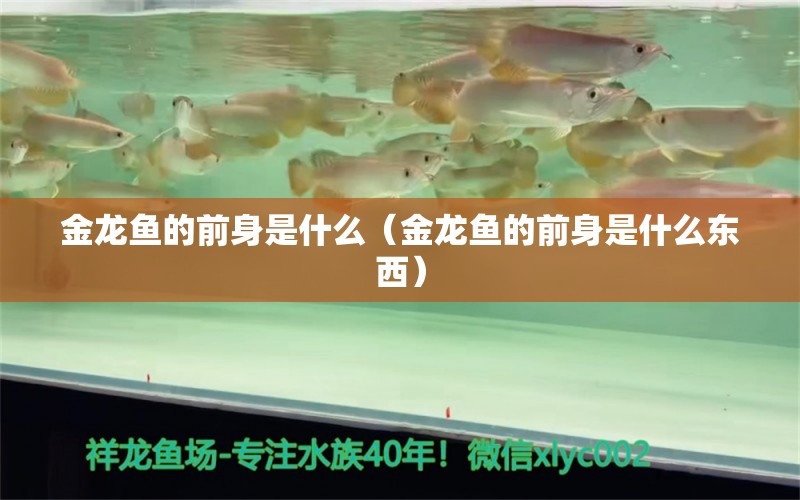 金龙鱼的前身是什么（金龙鱼的前身是什么东西） 祥龙水族医院