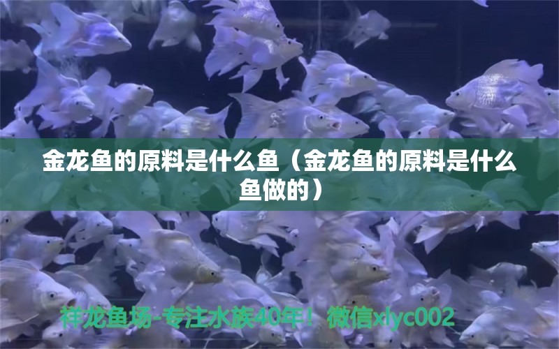 金龙鱼的原料是什么鱼（金龙鱼的原料是什么鱼做的）