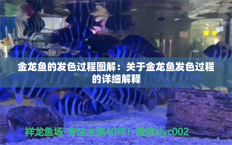 金龙鱼的发色过程图解：关于金龙鱼发色过程的详细解释