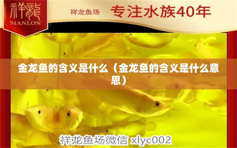 金龙鱼的含义是什么（金龙鱼的含义是什么意思） 祥龙水族医院