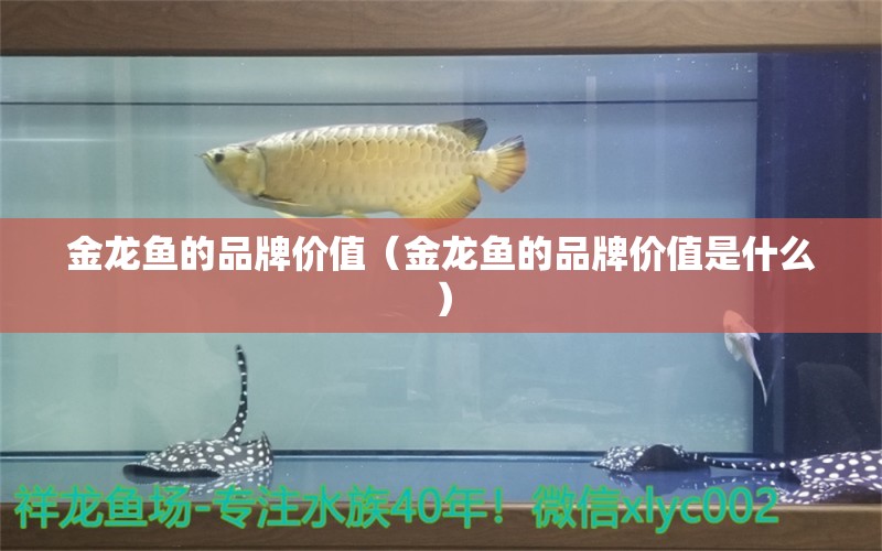 金龙鱼的品牌价值（金龙鱼的品牌价值是什么）