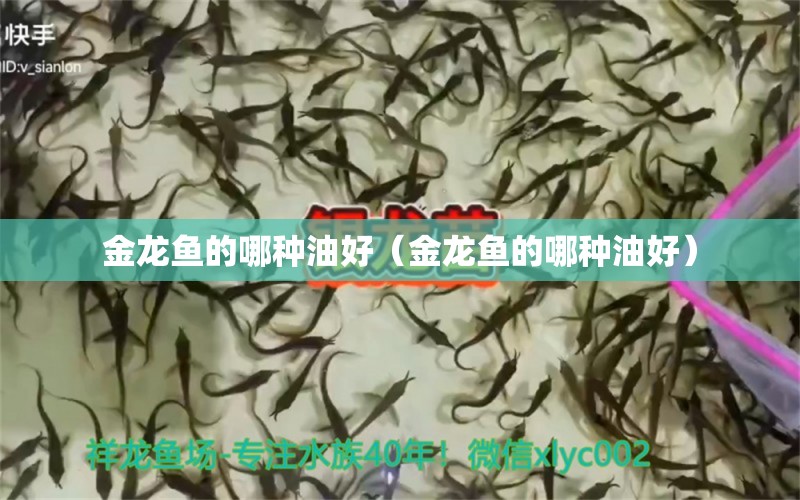 金龙鱼的哪种油好（金龙鱼的哪种油好）