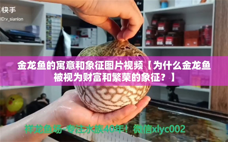 金龙鱼的寓意和象征图片视频【为什么金龙鱼被视为财富和繁荣的象征？】 水族问答 第1张