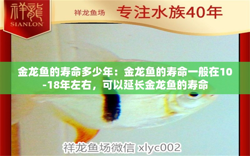 金龙鱼的寿命多少年：金龙鱼的寿命一般在10-18年左右，可以延长金龙鱼的寿命