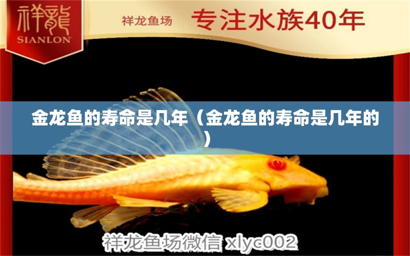 金龙鱼的寿命是几年（金龙鱼的寿命是几年的） 祥龙水族医院