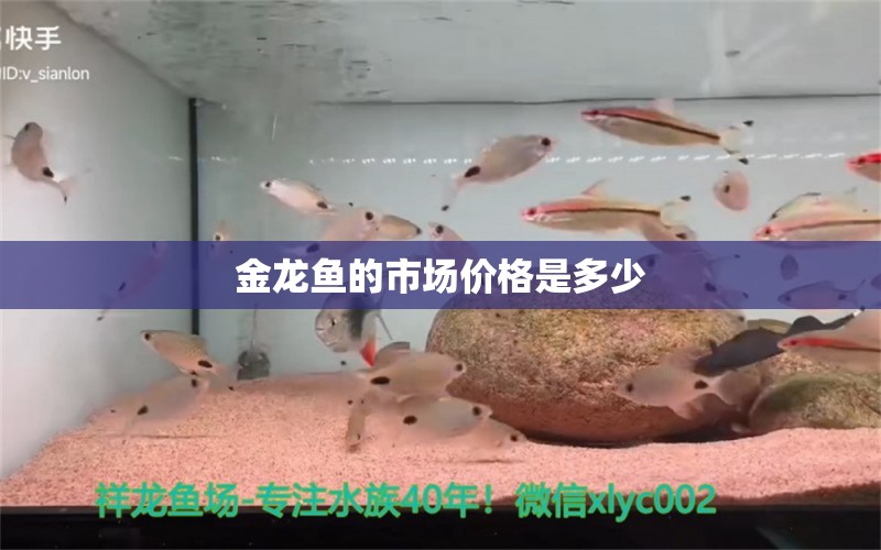 金龙鱼的市场价格是多少