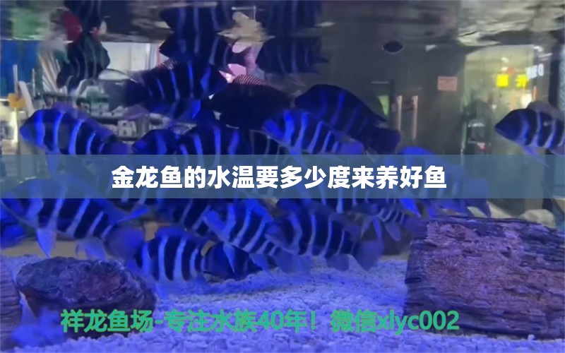 金龙鱼的水温要多少度来养好鱼 