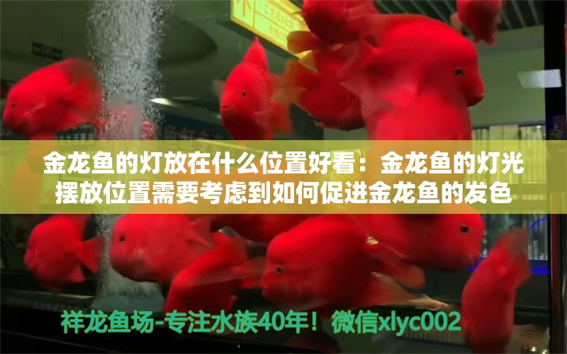 金龙鱼的灯放在什么位置好看：金龙鱼的灯光摆放位置需要考虑到如何促进金龙鱼的发色 龙鱼百科 第2张