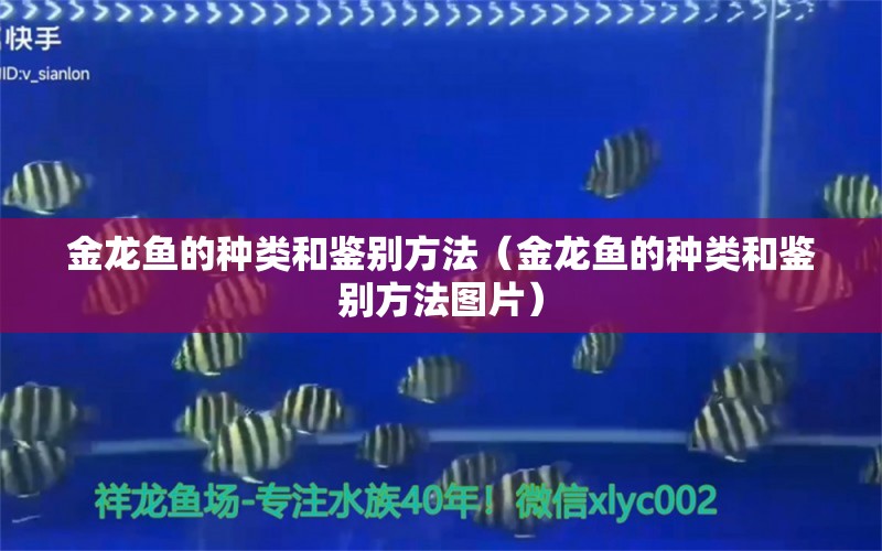 金龙鱼的种类和鉴别方法（金龙鱼的种类和鉴别方法图片） 观赏鱼市场（混养鱼）