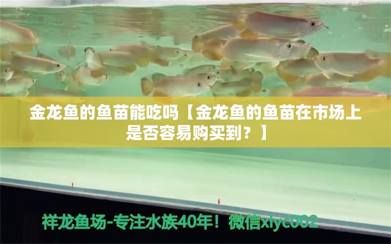 金龙鱼的鱼苗能吃吗【金龙鱼的鱼苗在市场上是否容易购买到？】 水族问答 第1张