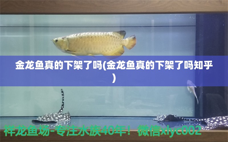 金龙鱼真的下架了吗(金龙鱼真的下架了吗知乎)